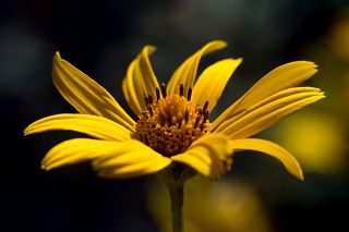 Morbi luctus, eros at imperdiet laoreet